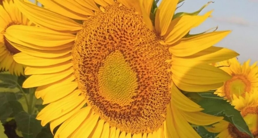 Florece el rendimiento en girasol: híbridos “adaptados” logran 30% más productividad en San Luis