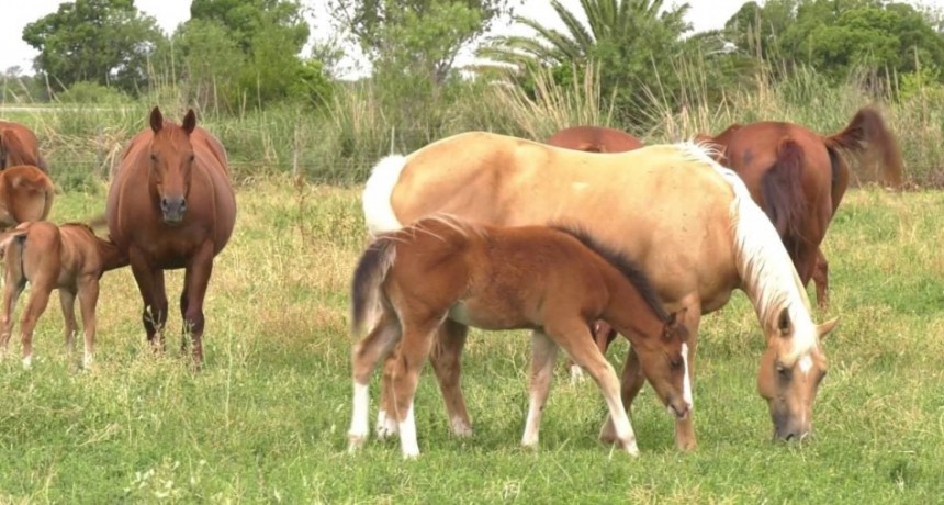 Remate y competencia de caballos Cuarto de Milla en Santa Fe: fechas, inscripci&oacute;n y valores estimados