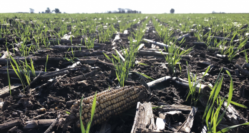 El productor es el que más arriesga y también el eslabón más débil: reglas claras, no se pide tanto