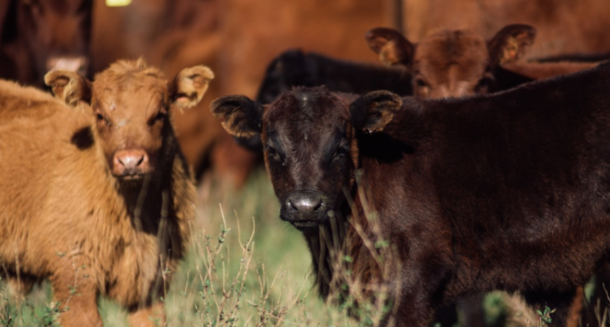 ¿Cuándo durará el “boom” ganadero?: “Quedan por lo menos 2 años más tan buenos como este”