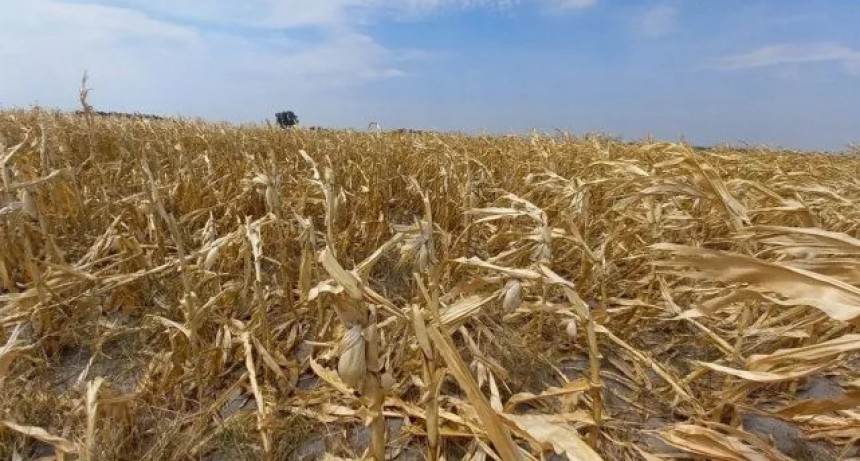 Hasta febrero de 2023 se podrán solicitar los certificados de emergencia agropecuaria