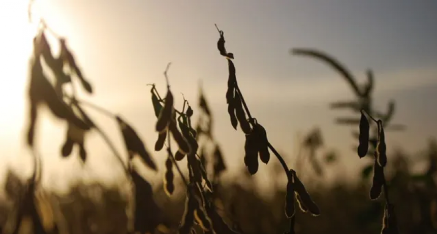 La campaña gruesa se demora y el dólar soja II mueve el mercado