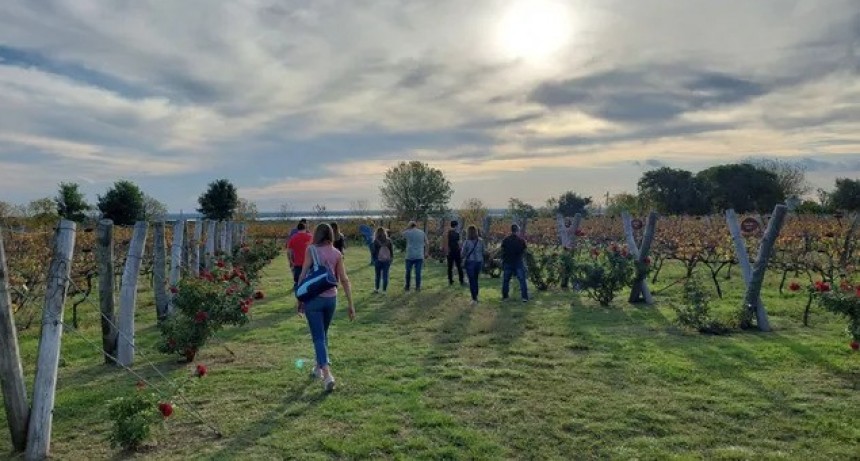 La tradición vitivinícola renace en Entre Ríos