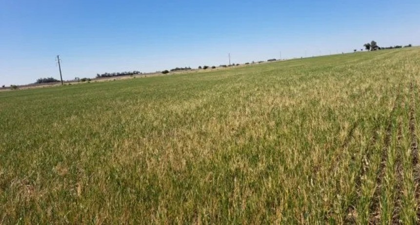 Los números de la sequía y su impacto en las comunidades argentinas