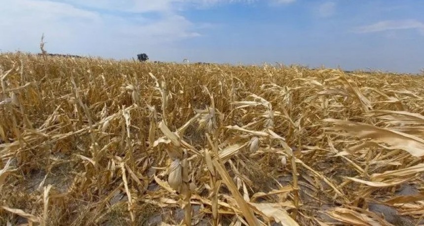 Por la sequía, productores advierten que 