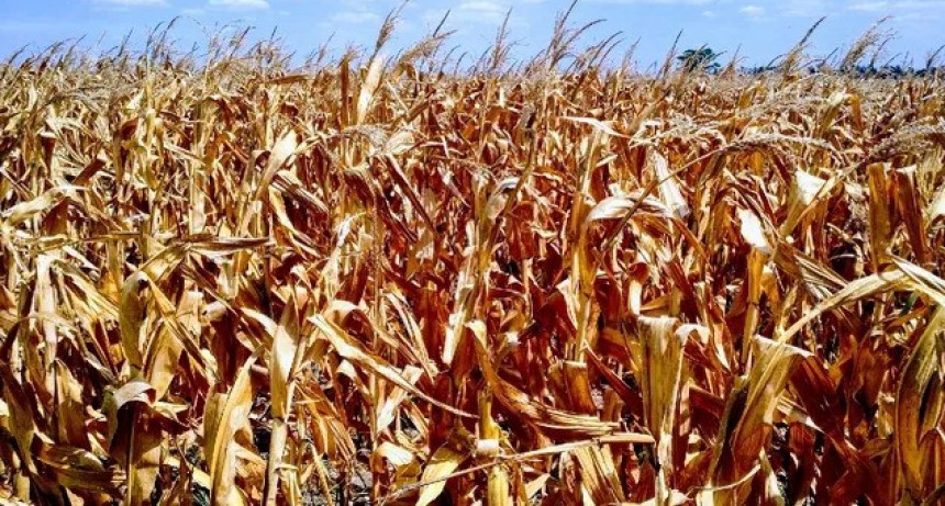 La sequía y los grandes desórdenes productivos