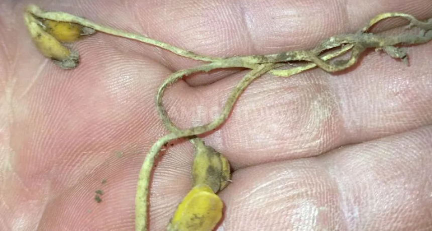 Frenesí de sembradoras tras las lluvias en el centro norte de Santa Fe 