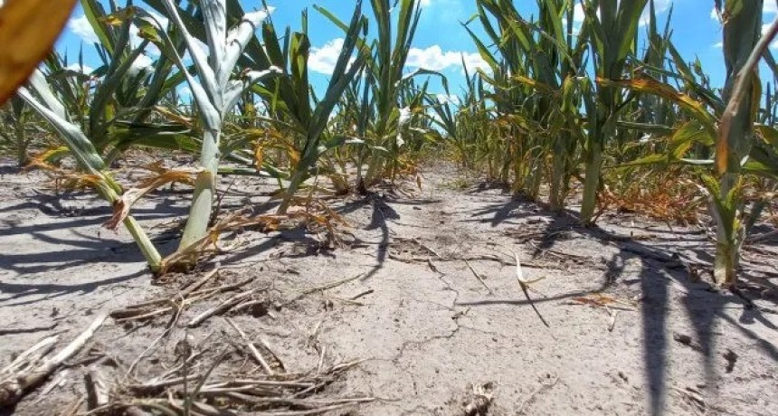 Nación homologó la emergencia por sequía: cuáles son los beneficios para los productores