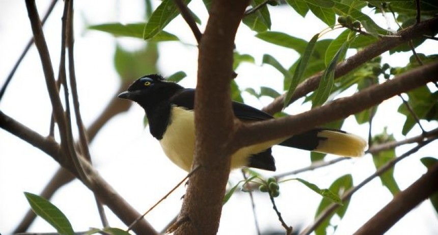 Declaran “Alerta Preventivo Sanitario” por Influenza Aviar