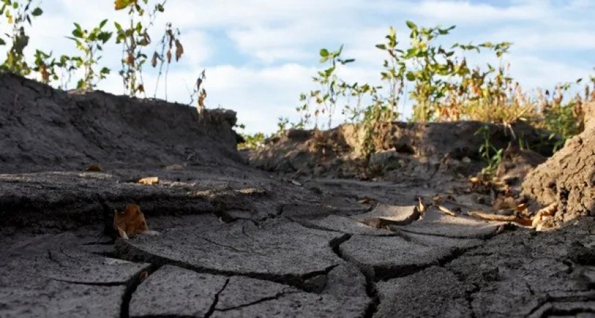 Sequía: hay alerta roja en los cultivos de soja de primera