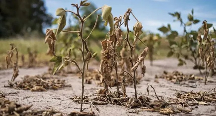 Santa Fe trabaja en una nueva ley de emergencia agropecuaria para productores