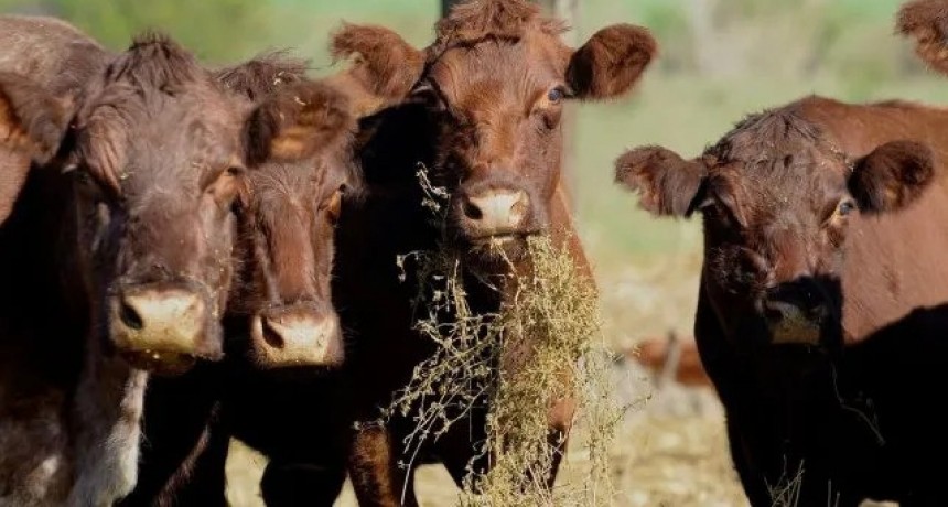 2023 se anticipa como un año con menor oferta de carne vacuna