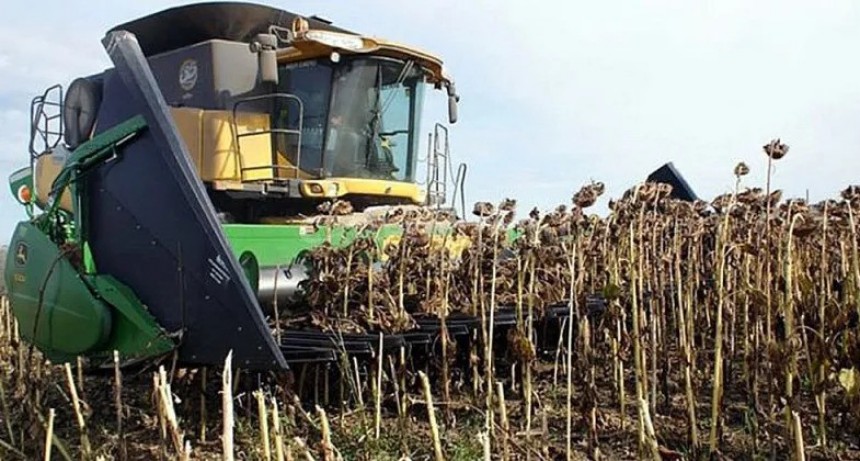 El primer lote de girasol es chaqueño y rindió 20 quintales 