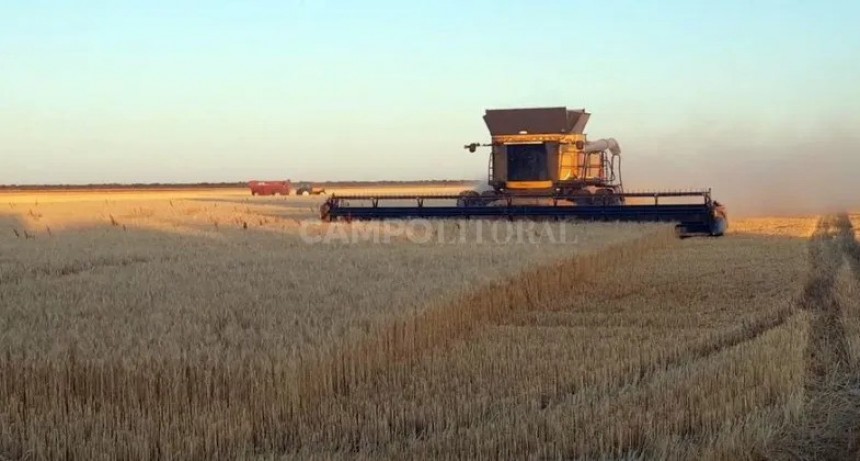  Sequía letal: el trigo rindió 43% menos y la cosecha se derrumbó 53%