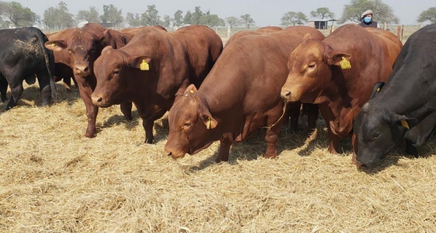 El norte provincial sufre las consecuencias de la sequía: 