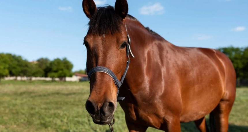 Dispusieron emergencia nacional por los casos de encefalomielitis equina