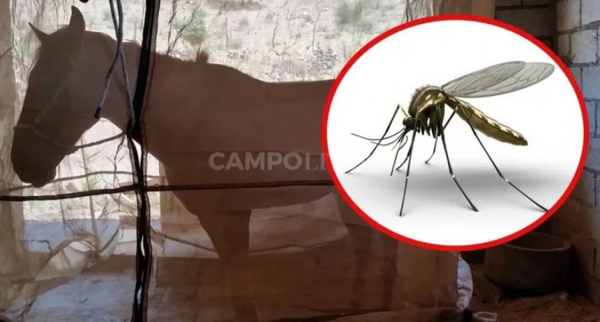 Los caballos no contagian, los mosquitos sí 