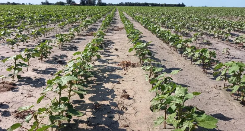  Lluvias: retrasan al trigo y el agodón, pero impulsan maíces y girasoles