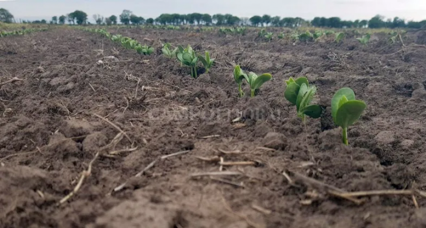  Arrancó la siembra y la soja de segunda podría crecer 11%