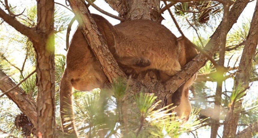El puma que apareci&oacute; en la costa baj&oacute; del &aacute;rbol y anda suelto por la zona