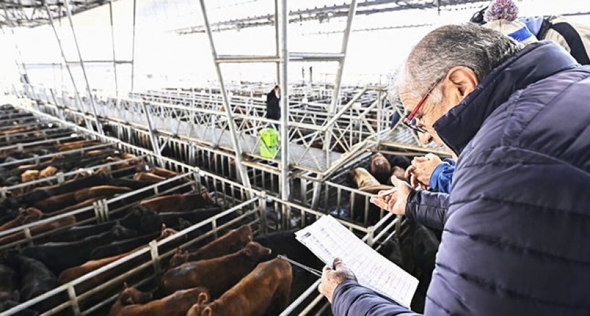 Precios de la hacienda por arriba de los $ 2.000 en el Mercado de Cañuelas