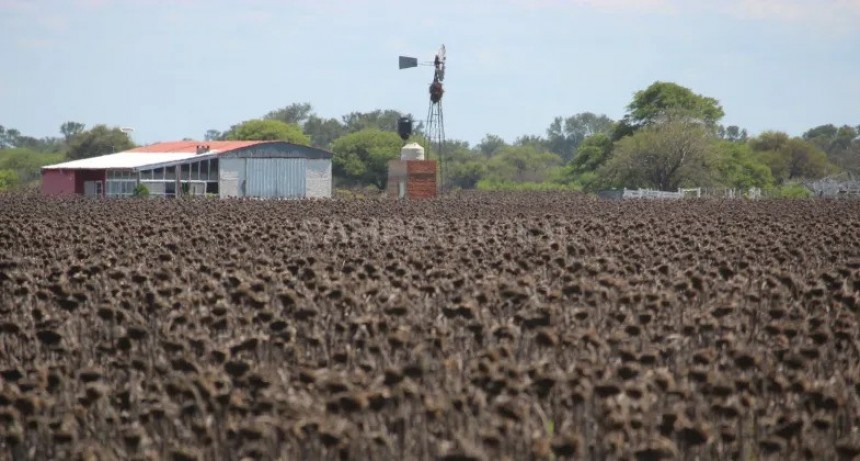  El primer lote de girasol tiene ganador 