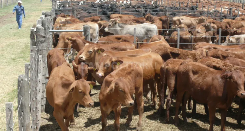  Subas de hasta un 87 % de la hacienda en pie 