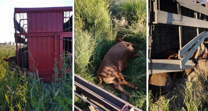 El vuelco de un camión jaula desnudó falencias en materia de transporte y cuidado animal