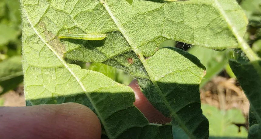 Orugas y malezas, en medio de un hervidero de máquinas en 9 de Julio 