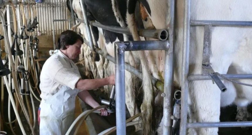  La devaluación hizo saltar el costo de alimentación y empeoró el déficit económico de los tambos