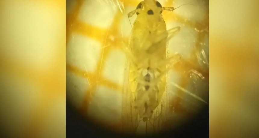 Los especialistas piden adoptar precauciones ante 