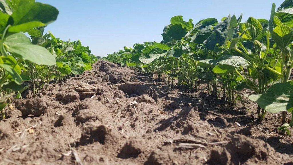 Soja de segunda en el centro norte de Santa Fe: la superficie se mantiene en el techo histórico