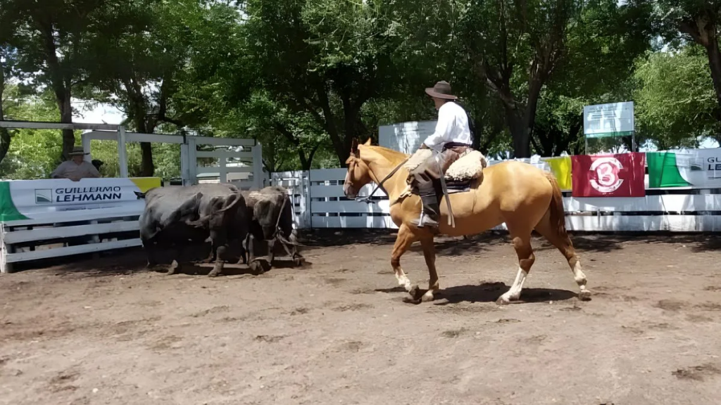 Braford a valores firmes: los precios del último remate raza carne del 2025