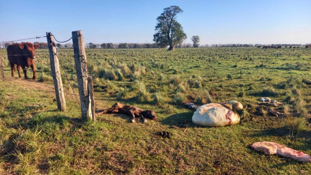 La inseguridad rural vuelve a tensionar la relación entre el agro y el gobierno de Santa Fe