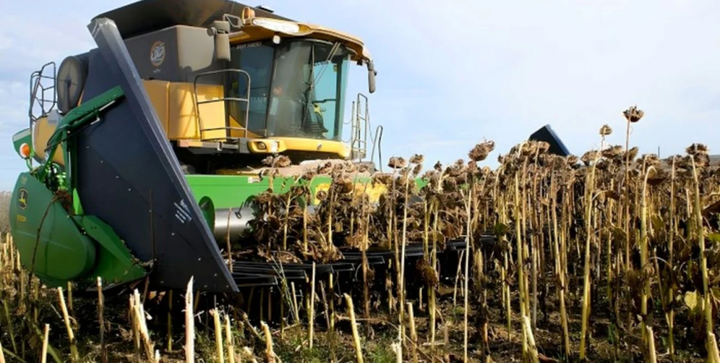 Avanza la cosecha gruesa en Santa Fe: buenos rindes de girasol y un maíz temprano en estado ideal