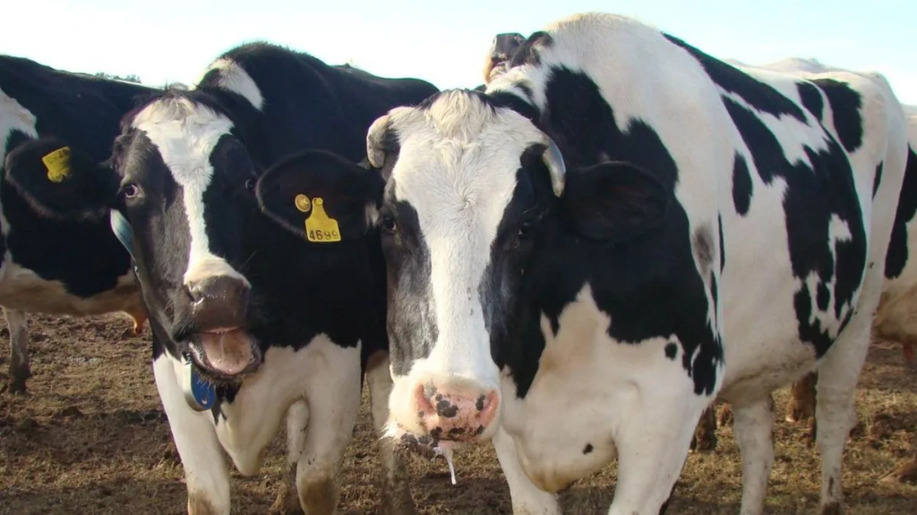 Calor extremo: anticipan niveles críticos de estrés térmico para bovinos de carne y leche