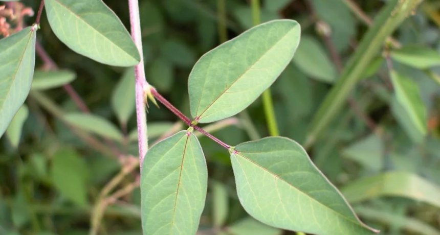 Ganadería eficiente en el norte: la leguminosa proteica para pastorear en verano