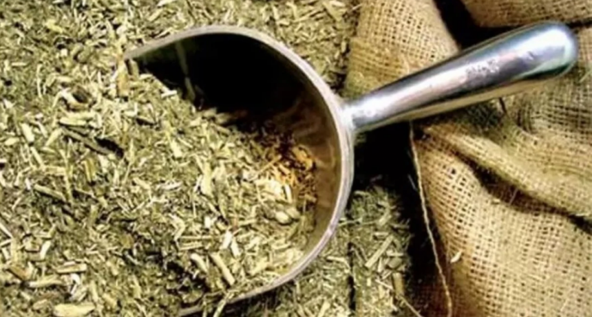 R&eacute;cord en toneladas exportadas y suba del consumo: radiograf&iacute;a del complejo yerbatero en 2025