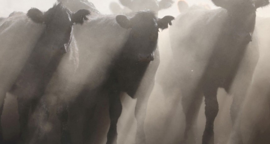 Oferta de livianos: m&aacute;s novillitos ingresando a los corrales y menos en las plantas de faena