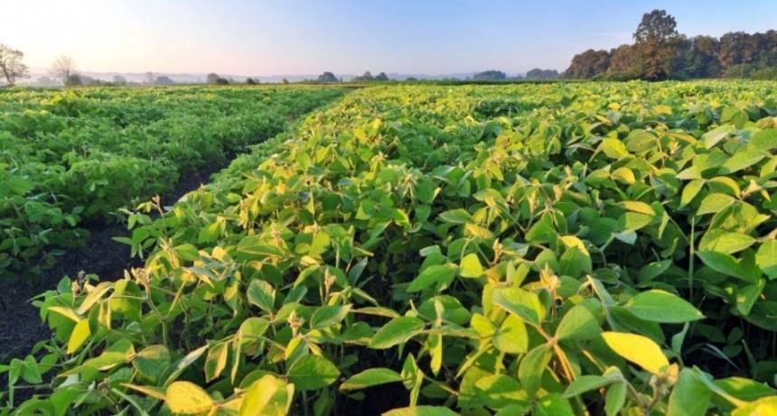 Exportaciones santafesinas: aumentan los vol&uacute;menes, pero no acompa&ntilde;an los precios