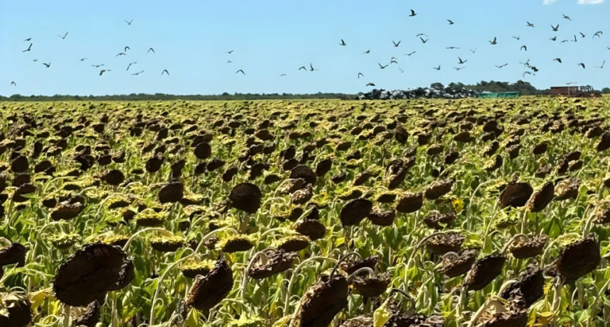 Desecado estrat&eacute;gico en girasol: una clave para reducir p&eacute;rdidas por palomas y cotorras