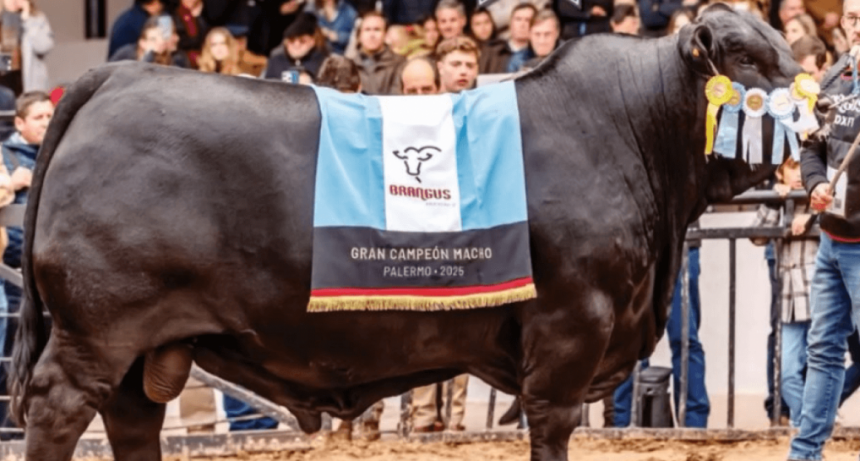 Un &ldquo;Morocho&rdquo; campe&oacute;n mundial: el mejor toro Brangus del Planeta es argentino
