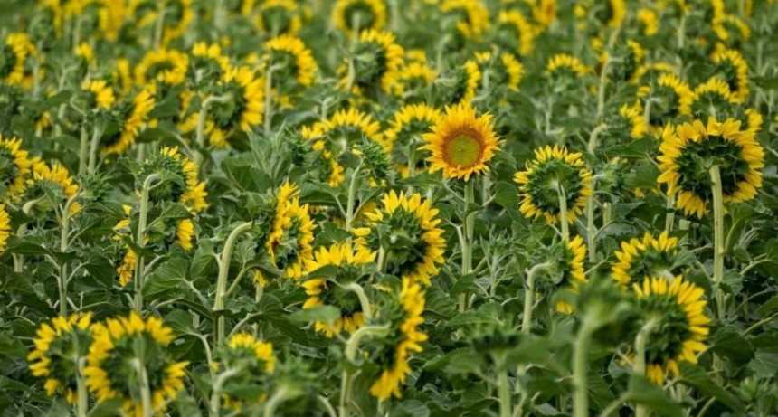 CRA propone una reforma tributaria integral para impulsar la inversi&oacute;n y el crecimiento del campo argentino