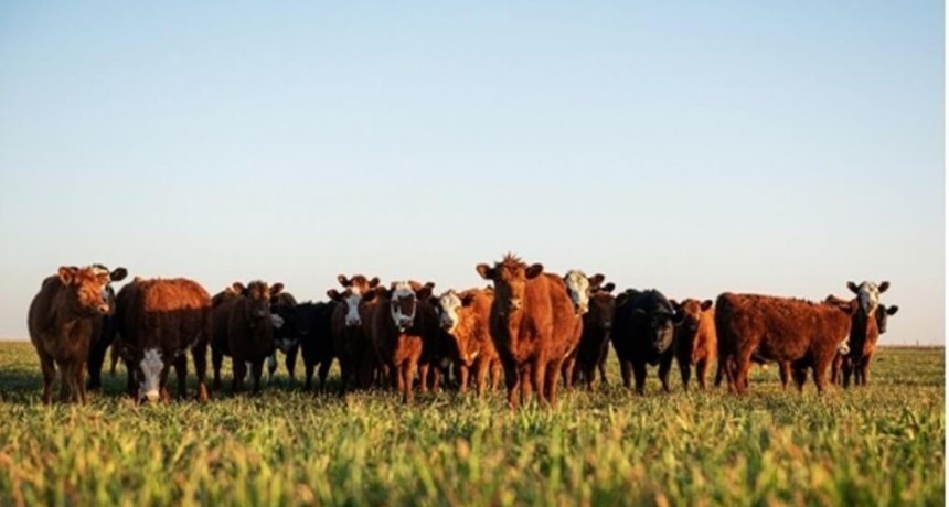 D&eacute;ficit financiero: los cr&eacute;ditos, la pata que falta para sostener el &ldquo;boom&rdquo; ganadero