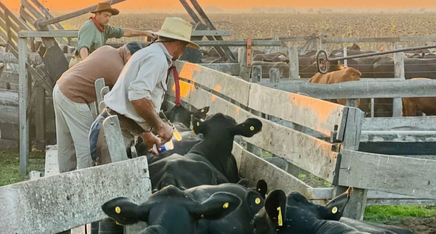 Senasa confirm&oacute; el calendario 2026 de vacunaci&oacute;n antiaftosa: cu&aacute;ndo empieza y con qu&eacute; categor&iacute;as