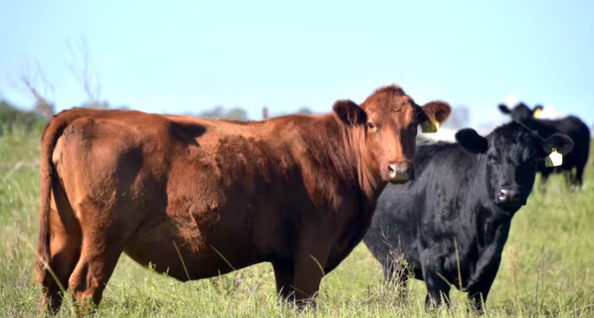 &ldquo;Mayor cercan&iacute;a&rdquo;: renovaron una plataforma que da transparencia a la faena de hacienda