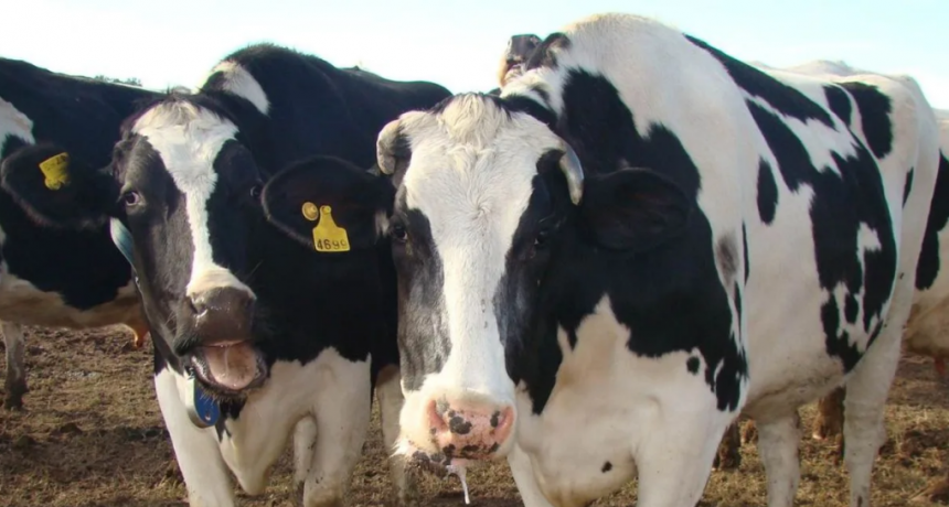 Calor extremo: anticipan niveles cr&iacute;ticos de estr&eacute;s t&eacute;rmico para bovinos de carne y leche